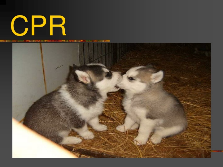 Essential CPR Information and Good Heart Living