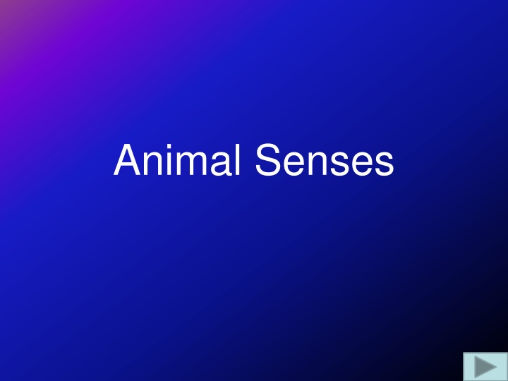 Insights into Animal Senses and Receptors