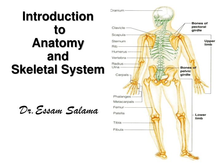 Anatomy and Skeletal System Overview