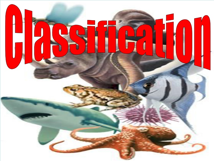 Animal Classification and Characteristics