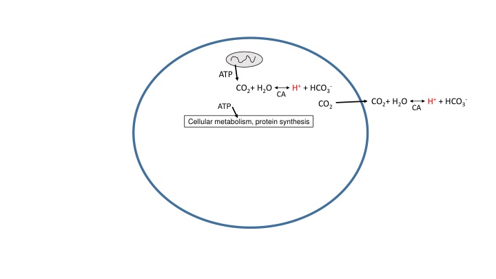 Cellular Metabolism and Protein Synthesis