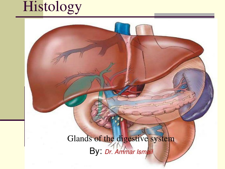 Histology of Digestive Glands: Pancreas and Liver