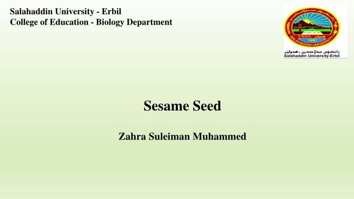 Sesame Seed