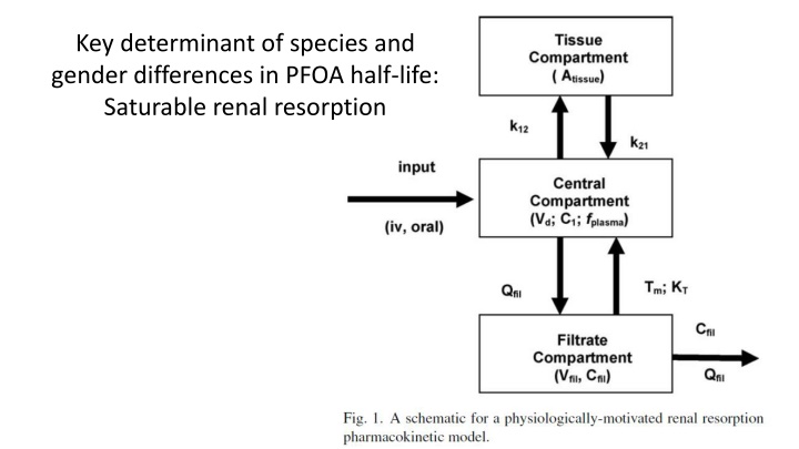 Key Determinants of PFOA Half-Life and Renal Resorption