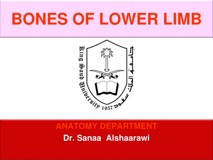 Bones of Lower Limb Anatomy - Understanding Lower Limb Bones