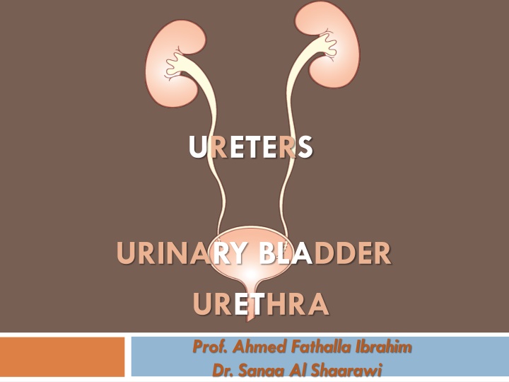 Study of Ureters, Urinary Bladder, and Urethra