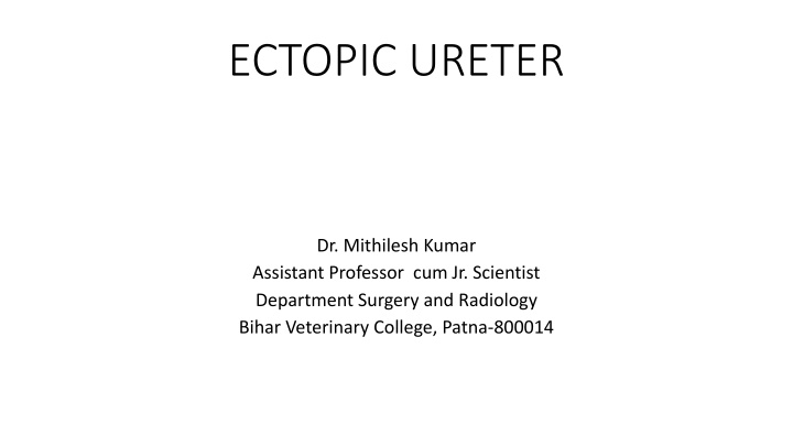 Ectopic Ureter in Veterinary Medicine