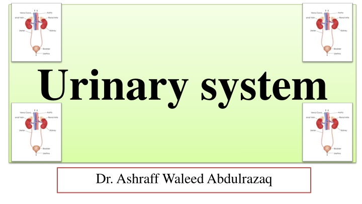 Surgical Procedures in the Urinary System