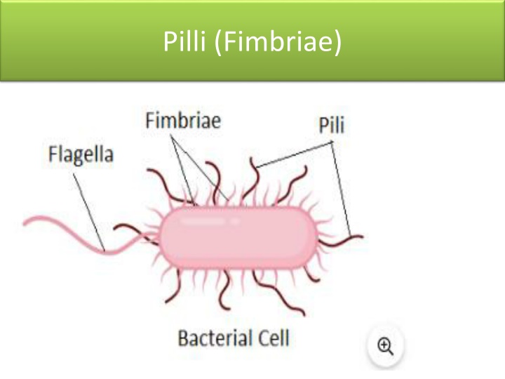 Pilli (Fimbriae)