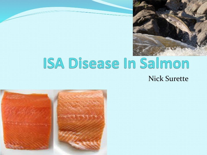 Infectious Salmon Anaemia: Impacts and Findings