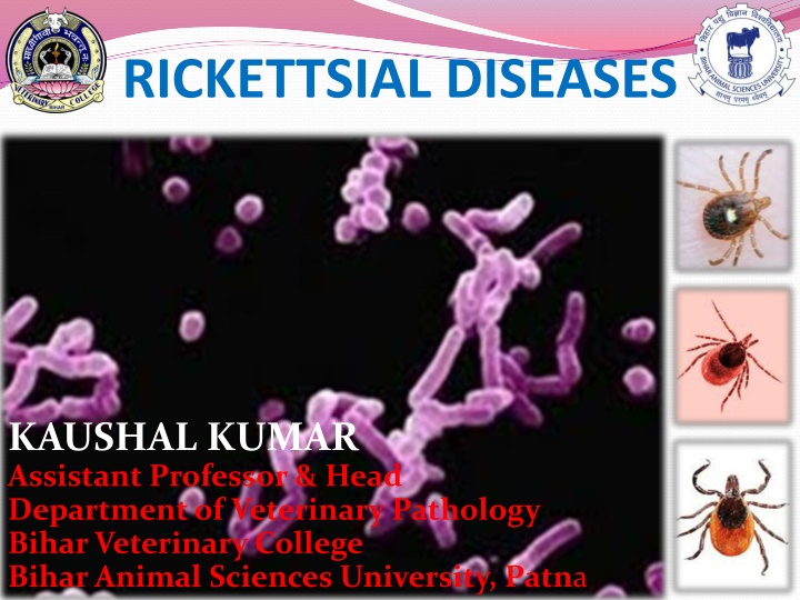 RICKETTSIAL DISEASES