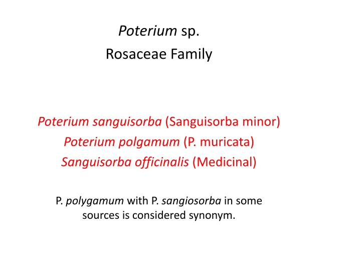 Poterium & Sanguisorba Species - Family Rosaceae Overview