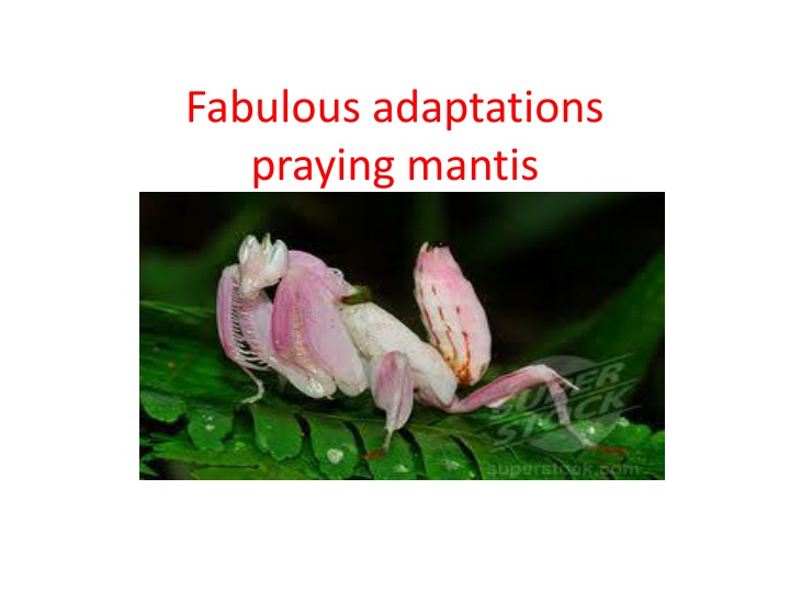 Fabulous adaptations praying mantis
