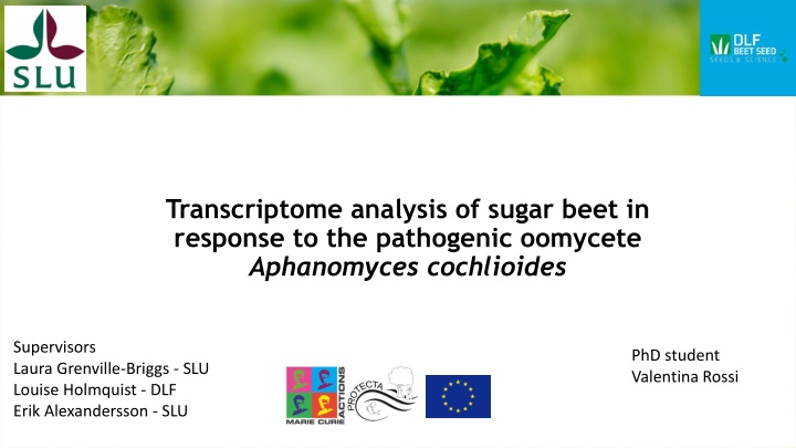 Transcriptome Analysis of Sugar Beet Response to Aphanomyces cochlioides