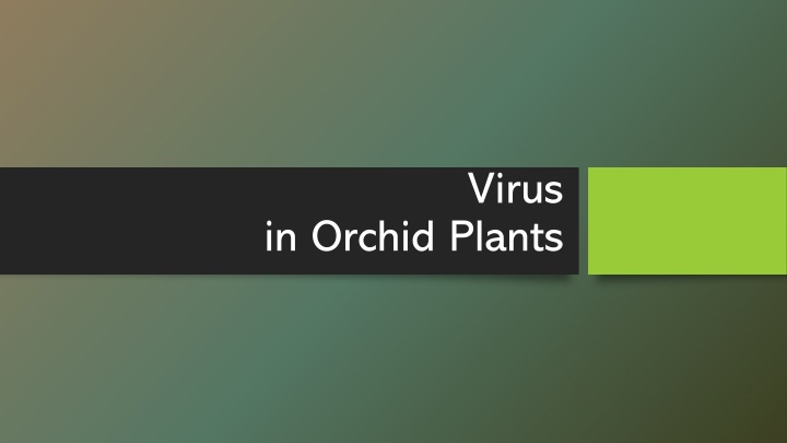 Orchid Virus: Impact, Symptoms & Prevention