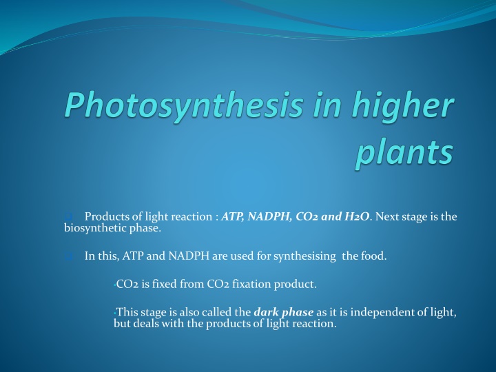 Photosynthesis: ATP, NADPH, Calvin Cycle, and Plant Pathways