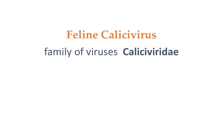 Calorbit Feline Calicivirus: Causes, Transmission, and Risks PPT | SlideOrbit