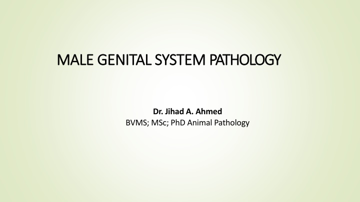MALE GENITAL SYSTEM PATHOLOGY