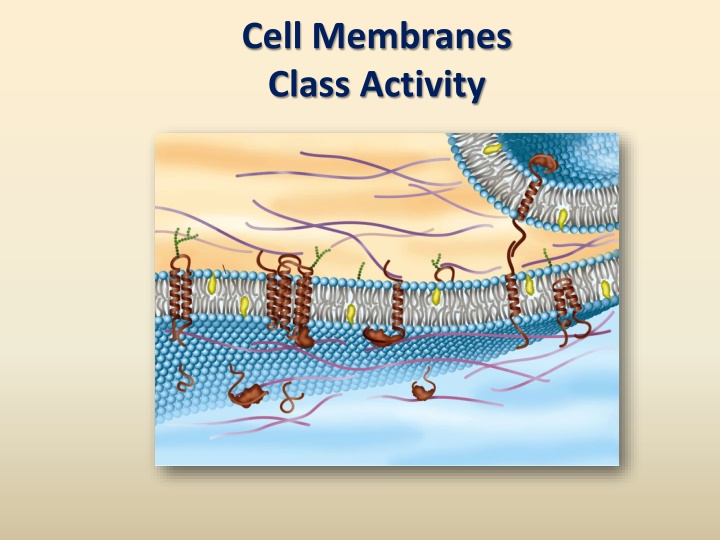 Membrane Fluorescent Tags and Fluidity