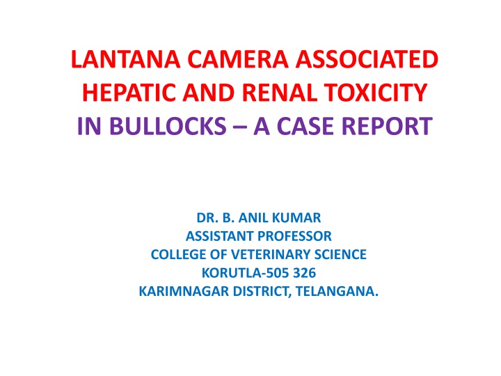 lantana camera associated hepatic and renal n.w