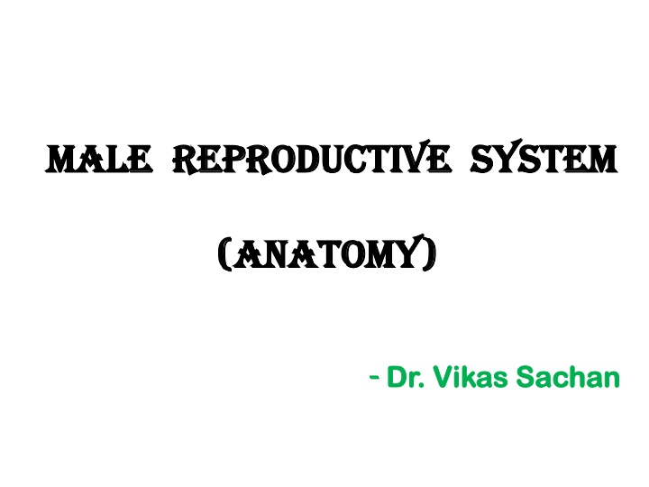 male male reproductive system reproductive system n.w