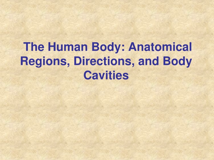 Human Anatomy and Structural Organization