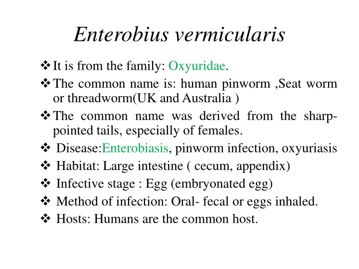 enterobius vermicularis n.w