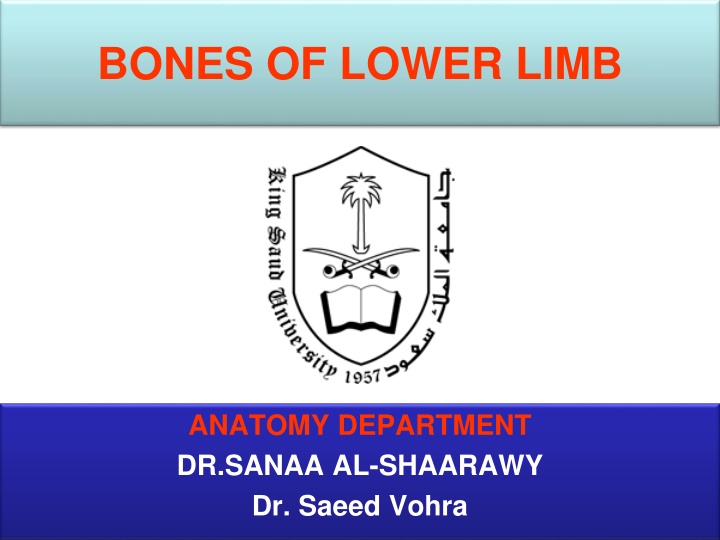 Bones of Lower Limb Anatomy Overview