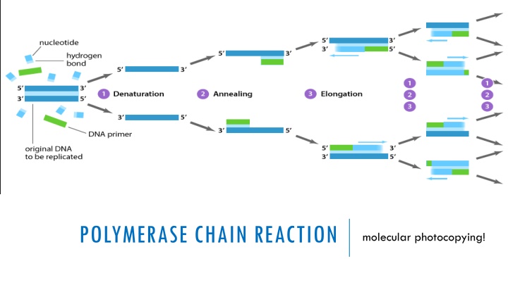 polymerase chain reaction n.w