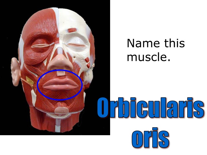 Identifying Different Muscles in the Human Body