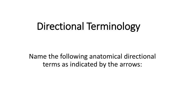 directional terminology directional terminology n.w