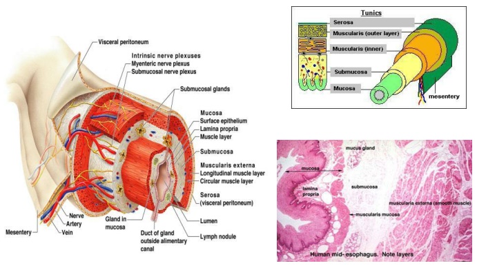 The Stomach and Small Intestine
