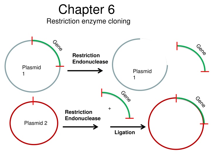 chapter 6 restriction enzyme cloning n.w