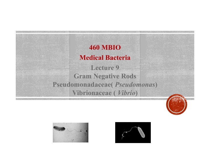 Medical Importance of Pseudomonas aeruginosa in Healthcare