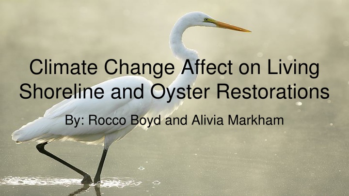 climate change affect on living shoreline n.w
