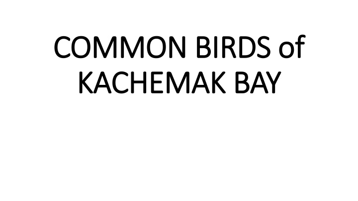 Birds of Kachemak Bay Wildlife