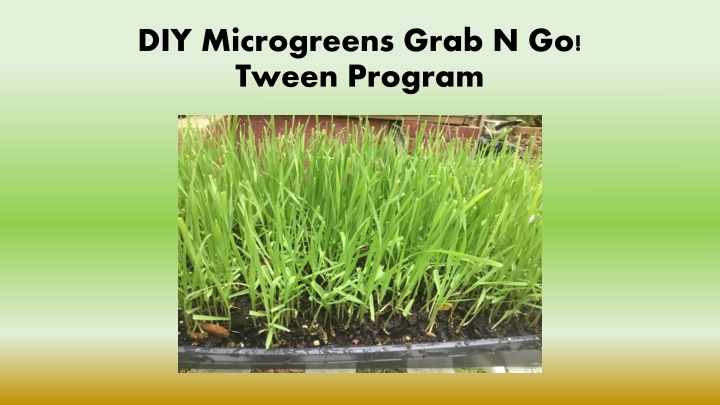 diy microgreens grab n go tween program n.w