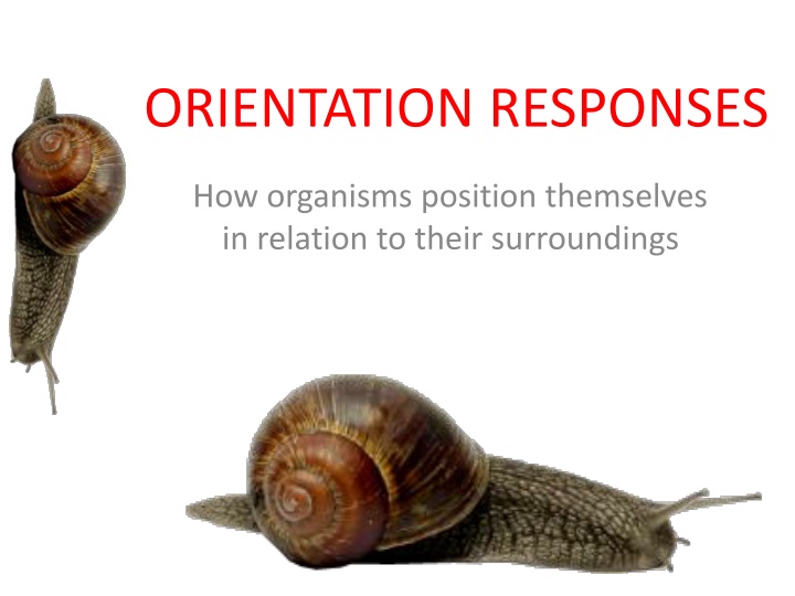 orientation responses n.w