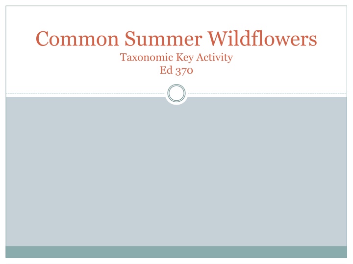 common summer wildflowers taxonomic key activity n.w