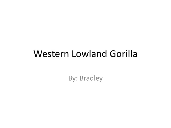 western lowland gorilla n.w