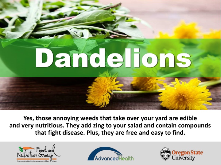 Dandelions: Edible Nutritious Weeds You Should Try