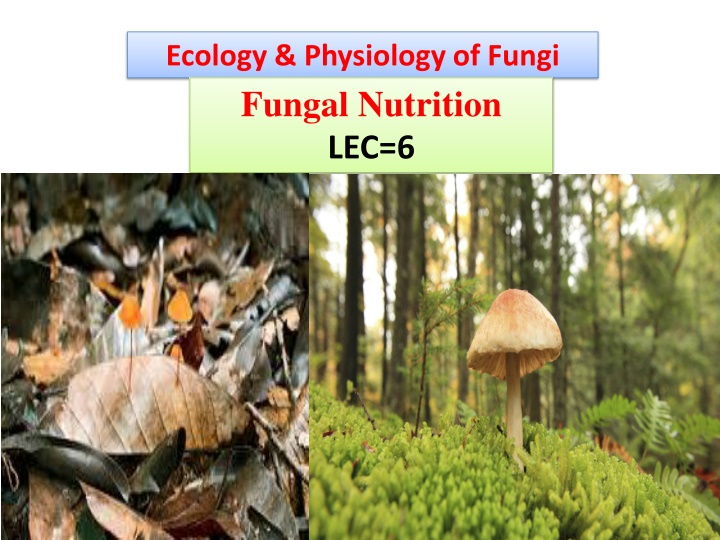 ecology physiology of fungi fungal nutrition lec 6 n.w