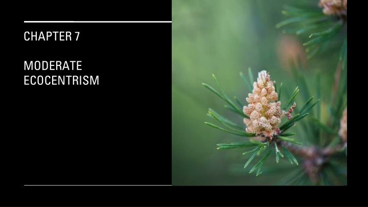 Moderate Ecocentrism: A Satisfactory Theory of Environmental Ethics