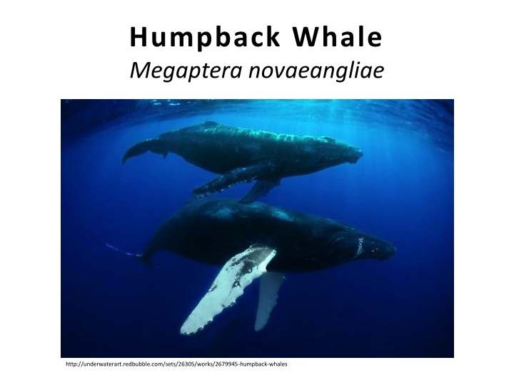 humpback whale megaptera novaeangliae megaptera n.w