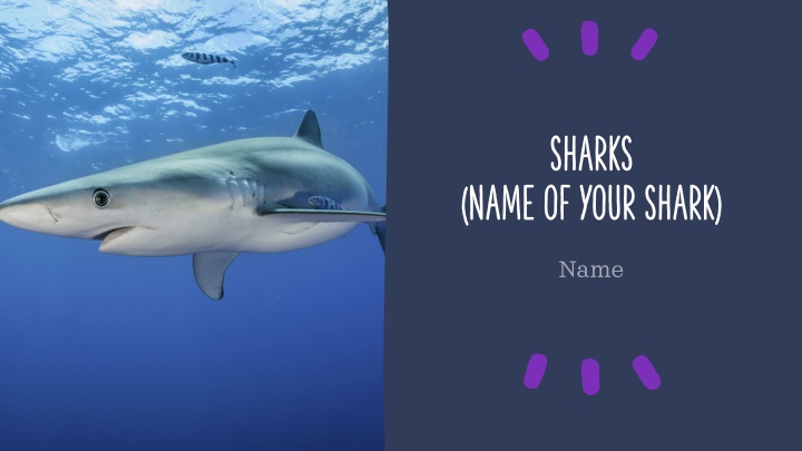 sharks n.w
