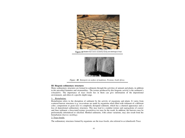 iii biogenic sedimentary structures many n.w
