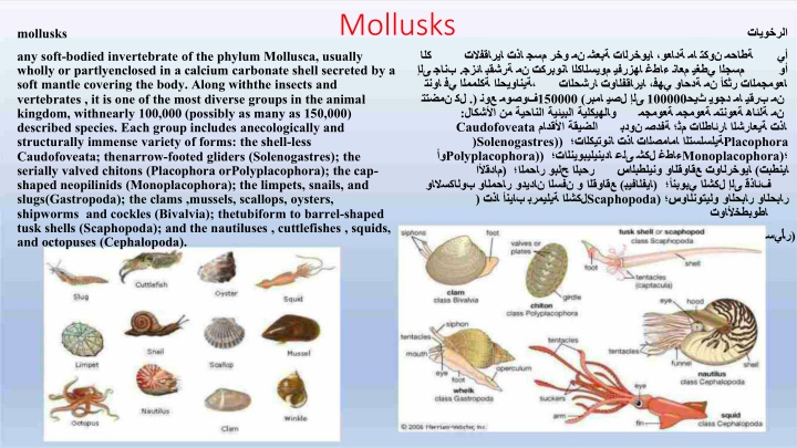 mollusks n.w