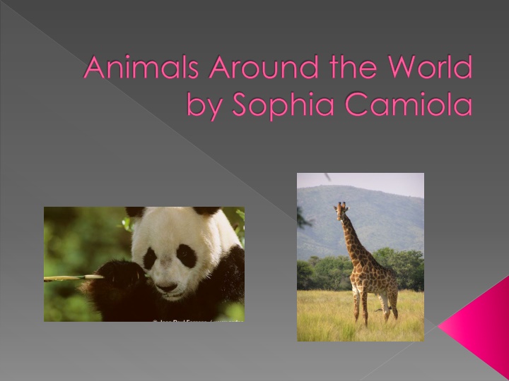 animals around the world by sophia camiola n.w