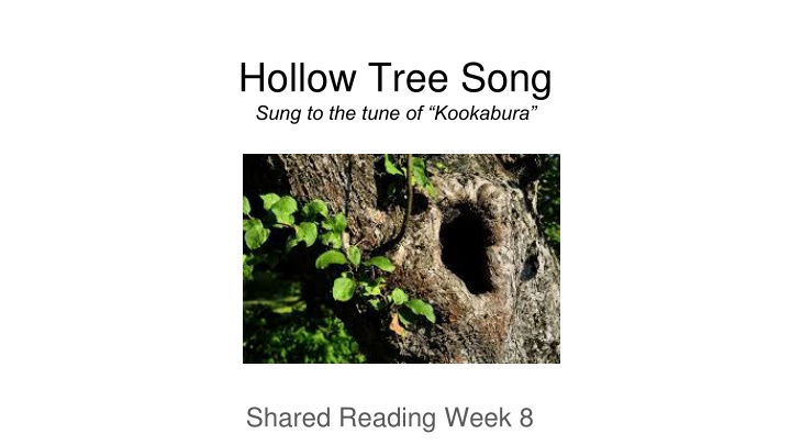 hollow tree song sung to the tune of kookabura n.w