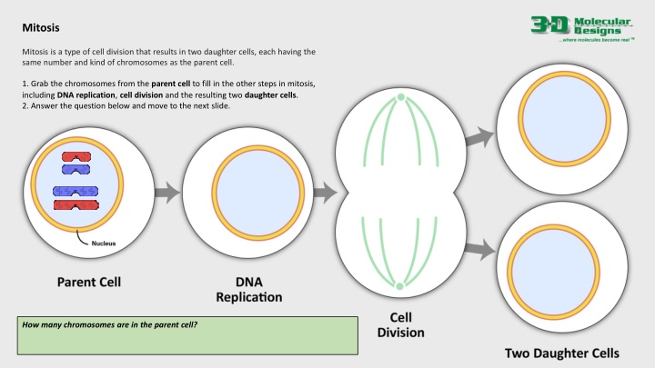 mitosis n.w